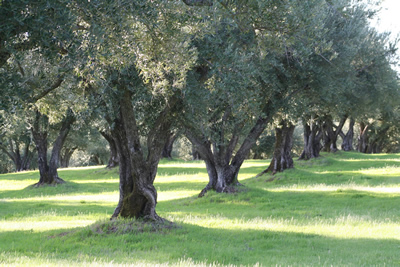 Olive orchard